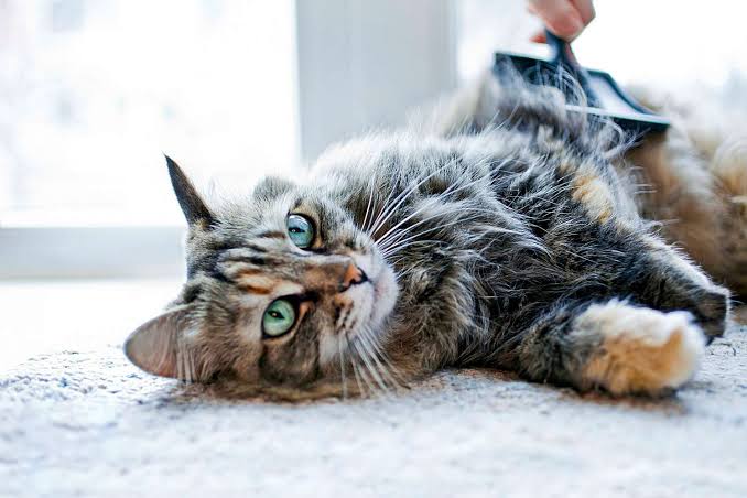 علت پنهان شدن گربه در جعبه یا زیر تخت | بررسی دلایل طبیعی و زمان نگرانی